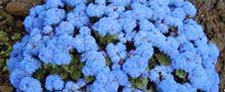 Ageratum 'Blue Mist'