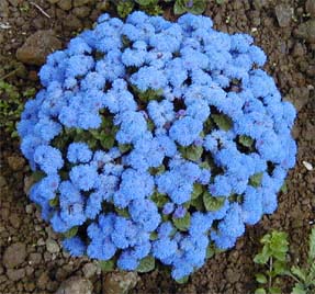 Ageratum 'Blue Mist'