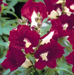 Snapdragon 'Purple & White Bells'