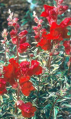 Snapdragon 'Dancing Flame'