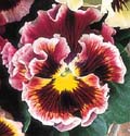 Pansy, Viola. winter pansy