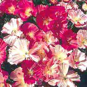 California poppy 'Champagne and Roses'
