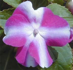 Impatiens 'Accent Violet Star'