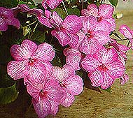 Impatiens 'Mosaic Lilac'