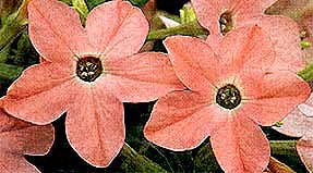 Nicotiana 'Domino Salmon Pink'