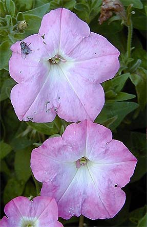 Petunia 'Pink Lady'