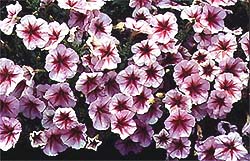 Petunia 'Strawberry Sundae'