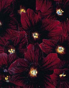 Salpiglossis 'Chocolate Spot' ('Royale Chocolate')