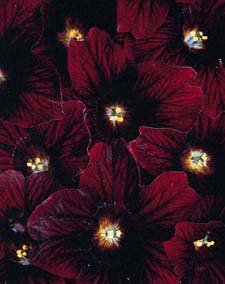 Salpiglossis 'Chocolate Spot' ('Royale Chocolate')