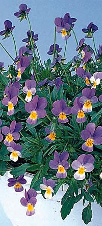 Viola 'Moonbeam'