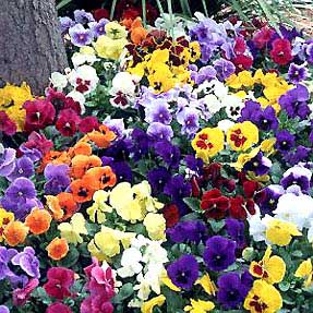 Universal winter pansies