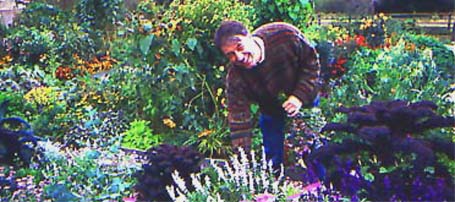 Graham Rice in his garden of annuals