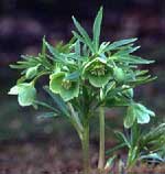 Helleborus dumetorum