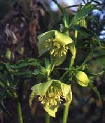 Helleborus multifidus subsp. hercegovinus