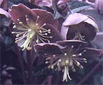 Helleborus lividus