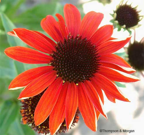 T&M Echinacea Slide Show